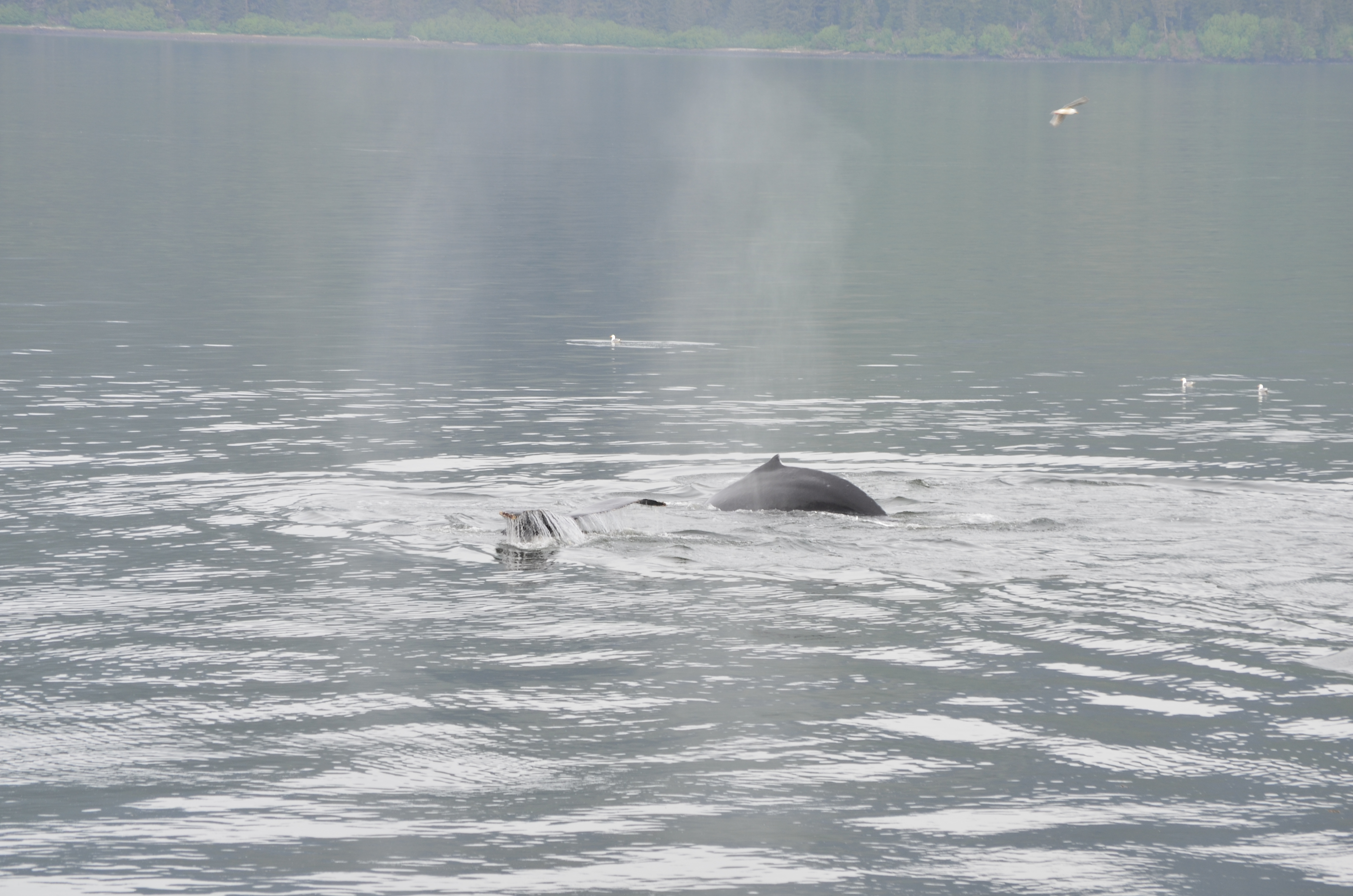 ./2017/08 - Alaska Cruise/10 - Icy Strait Point/DSC_0199.JPG